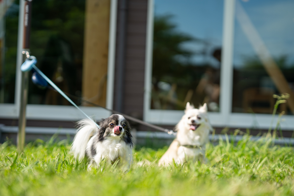 ●ペットウェルカム